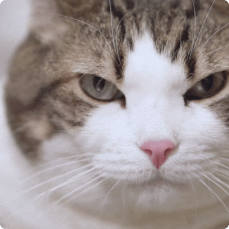 grumpy cat gif grumpy cat gif